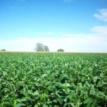 यूरिया का प्रभावी विकल्प बन रही हरी खाद