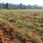 लेमनग्रास