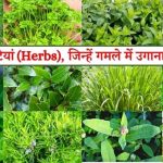 जड़ी बूटियां