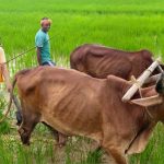 बैलों के साथ हल चलाकर की बियासी