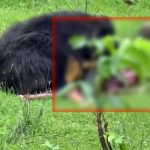 भालू के हमले से हुई जनहानि पर परिजनों को 6-6 लाख रूपए की दी जाएगी मुआवजा राशि