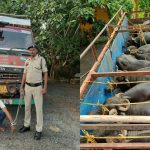 दुर्ग से महाराष्ट्र ले जाए जा रहे थे 18 भैंस बरामद, ड्राइवर गिरफ्तार
