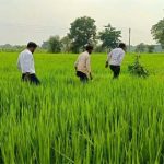 लगातार बारिश के बीच कृषि विभाग की किसानों को सलाह