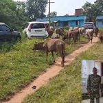 गौ-तस्करी के विरुद्ध जशपुर पुलिस की लगातार कार्रवाई